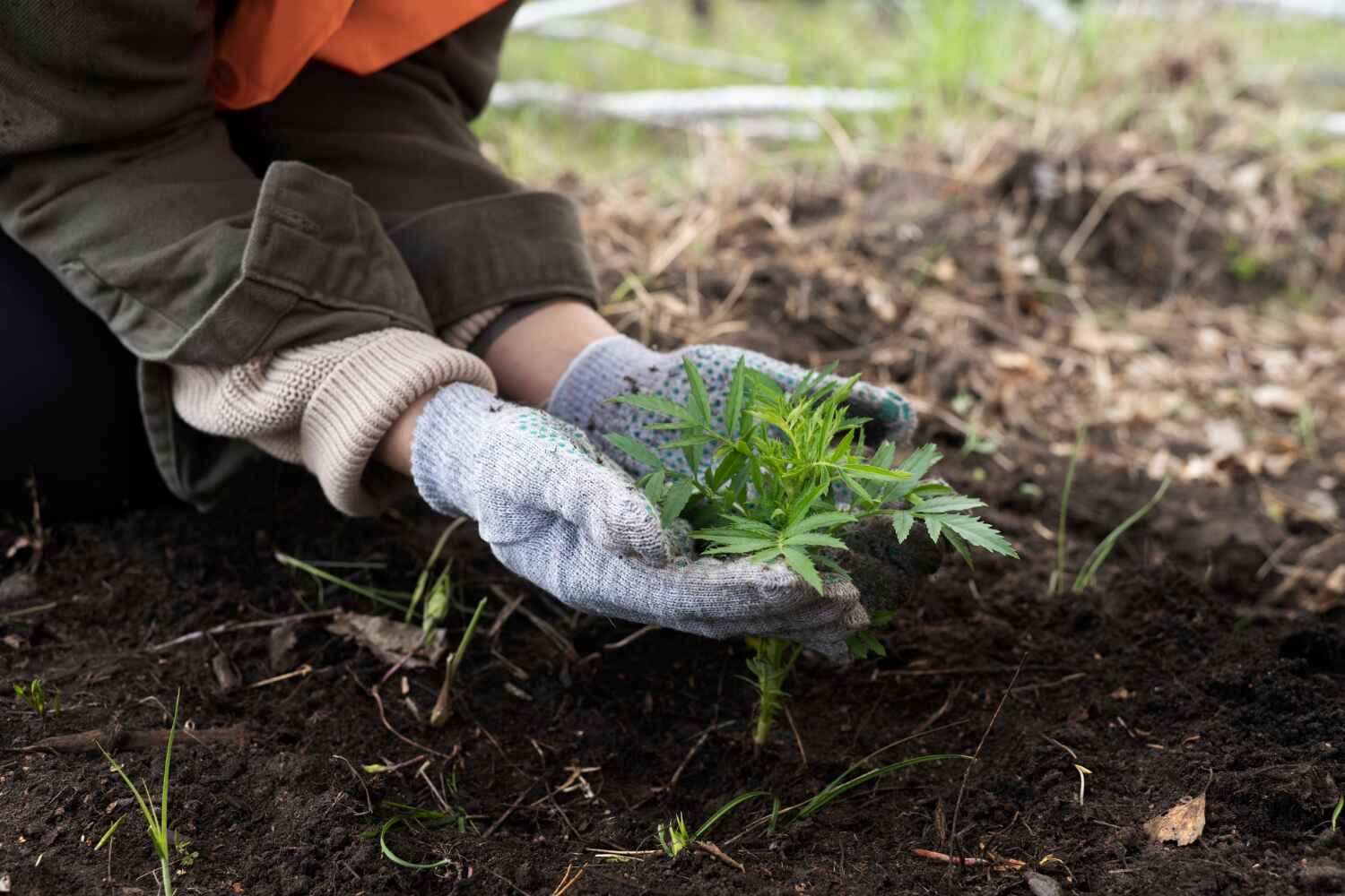 Reliable Gregory, TX Tree Service Solutions